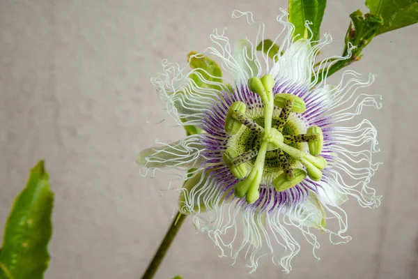 Bir botanik tutku çiçeğinin gösterişli gölgeleriyle ya da tutku meyvesi Passiflora 'nın güzel makro görüntüsü.