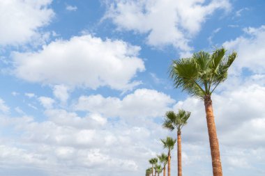 Düşük açılı genç palmiye ağaçları deseni ve arka planda güzel bulutlu mavi bir gökyüzü.