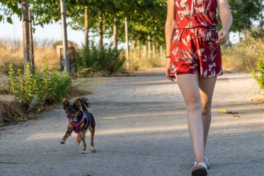 Kırmızı elbiseli bir kadın köpeğiyle parkta yürüyor.