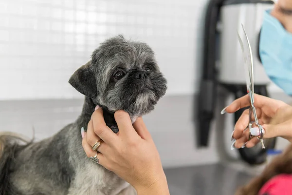 Χτένισμα Κούρεμα Θεραπεία Ψαλίδι Groomer Ένα Πανέμορφο Σκυλί Shih Tzu Εικόνα Αρχείου