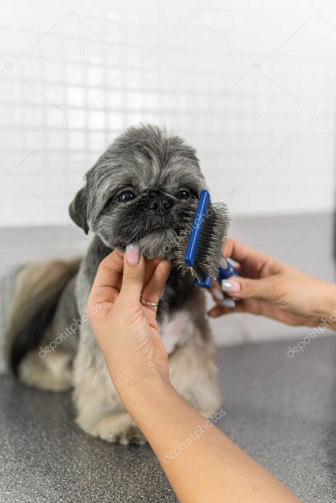 Use of the hairbrush in dog grooming treatment, to a small and beautiful dog of the Shih Tzu breed