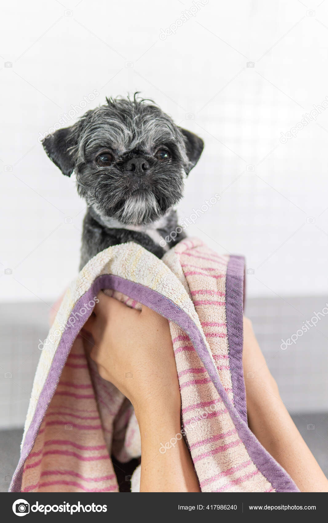 犬 子犬 里