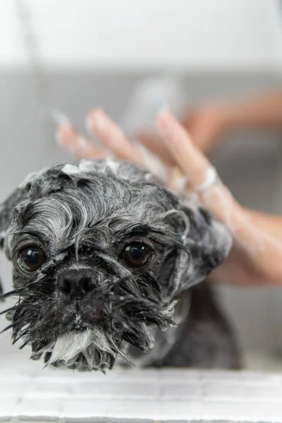 Soaping a beautiful Shih Tzu breed dog, during a hygienic shower in veterinary treatment