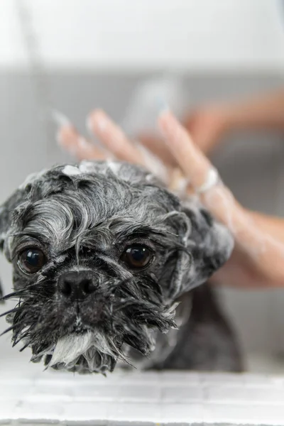 Jabonando Hermoso Perro Raza Shih Tzu Durante Una Ducha Higiénica Imágenes De Stock Sin Royalties Gratis