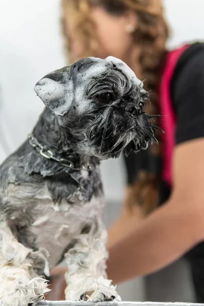 Shih Tzu Σκυλί Σαπουνίστηκε Ένα Υγιεινό Ντους Από Τον Κτηνίατρό Εικόνα Αρχείου