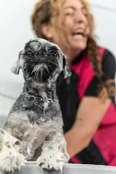 Divertida Imagen Perro Shih Tzu Sacando Lengua Enjabonado Una Ducha Fotos De Stock