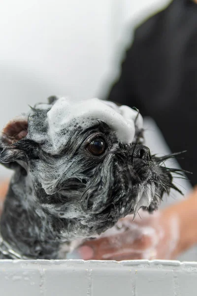 Jabonando Hermoso Perro Raza Shih Tzu Durante Una Ducha Higiénica Imágenes De Stock Sin Royalties Gratis