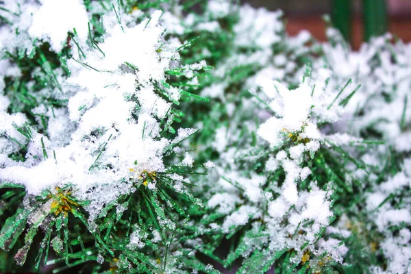 garland christmas tree light snow