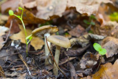 mantar Doğa Çim Orman