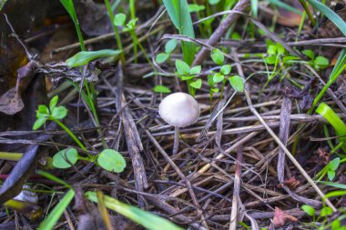 mantar Doğa Çim Orman