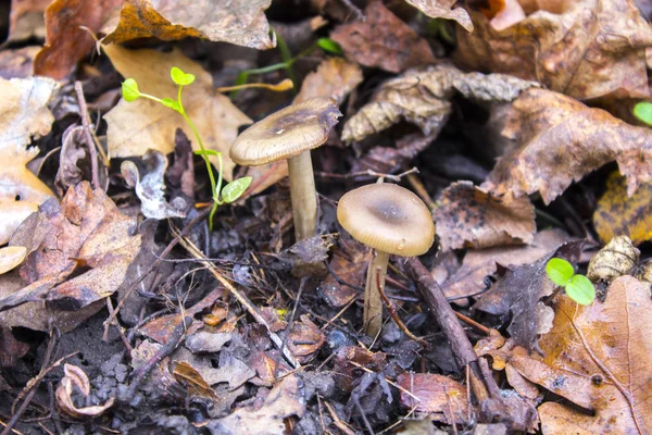 Mushrooms Plant Autumn Forest — Stock Photo, Image