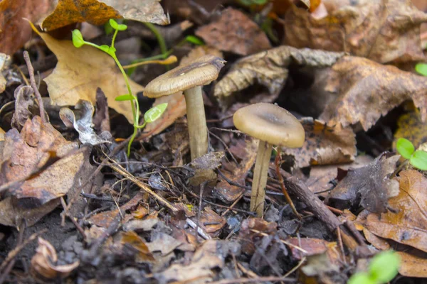 Grzyby Natura Trawa Las — Zdjęcie stockowe