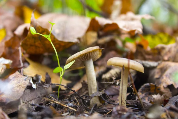 Svamp Natur Gräs Skog — Stockfoto