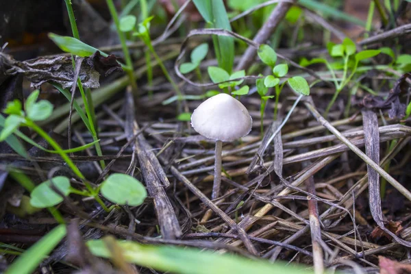 Cogumelos Natureza Grama Floresta — Fotografia de Stock