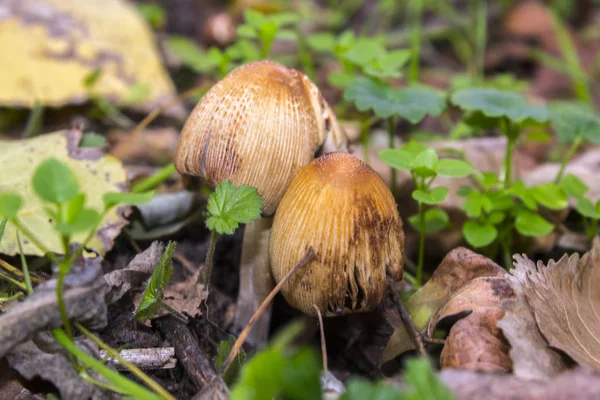 Cogumelos Natureza Grama Floresta — Fotografia de Stock