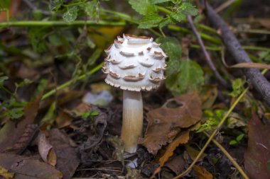 mantar Doğa Çim Orman