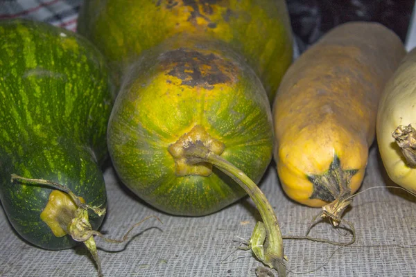 Légumes Jardin Courgettes Citrouille — Photo