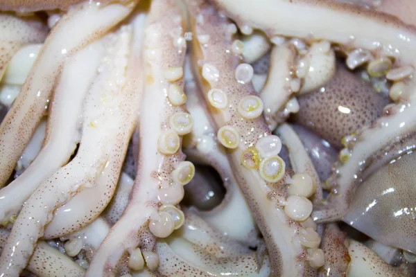 Squid Octopus Tentakels Zeevruchten — Stockfoto