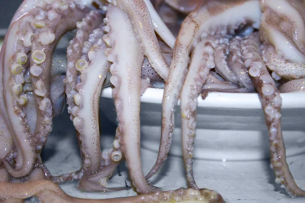 Squid Octopus Tentakels Zeevruchten — Stockfoto