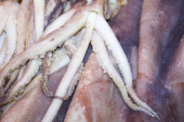 mürekkep balığı ahtapot tentacles deniz ürünleri