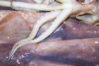 mürekkep balığı ahtapot tentacles deniz ürünleri