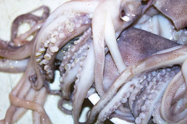 Polpo Calamaro Tentacoli Frutti Mare — Foto Stock