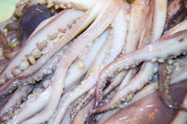 Polpo Calamaro Tentacoli Frutti Mare — Foto Stock