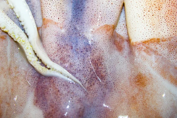 Squid Ośmiornicy Macki Owoce — Zdjęcie stockowe