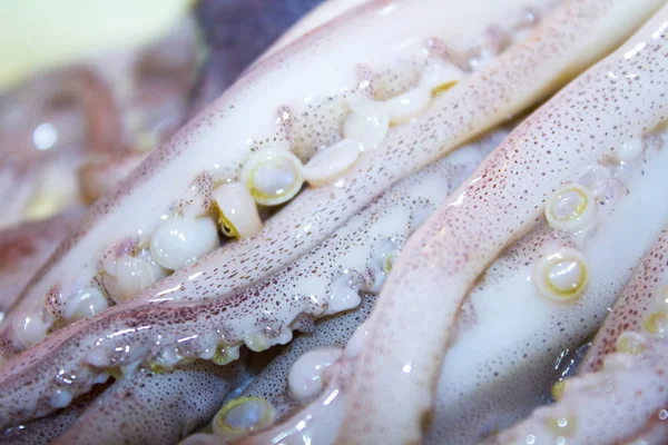 Squid Octopus Tentakels Zeevruchten — Stockfoto