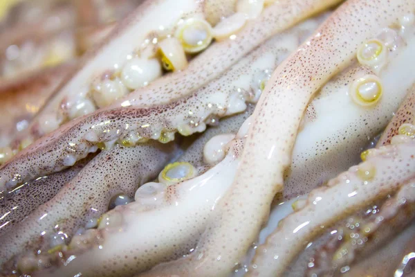 squid octopus tentacles seafood