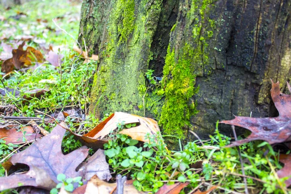 Natura Giardino Erba Legno — Foto Stock