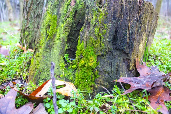 Natura Ogród Trawy Drewna — Zdjęcie stockowe
