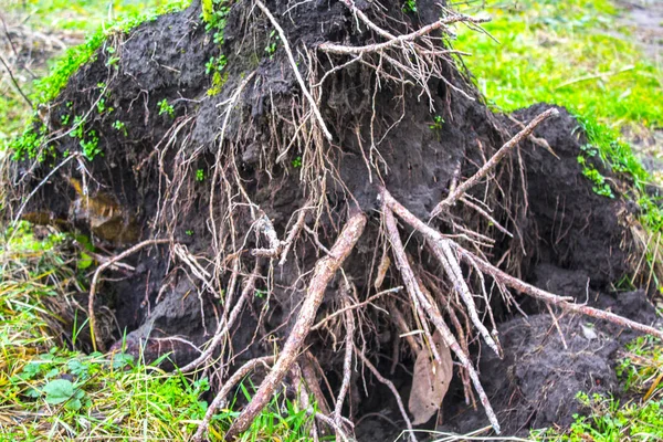 Albero Della Natura Radici Legno — Foto Stock