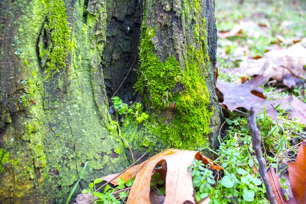 Nature Garden Grass Wood Stock Picture