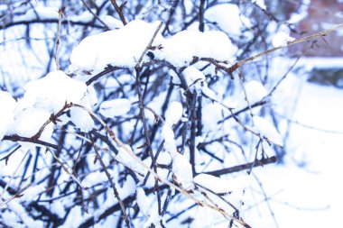 Kar dalları ağaç kış