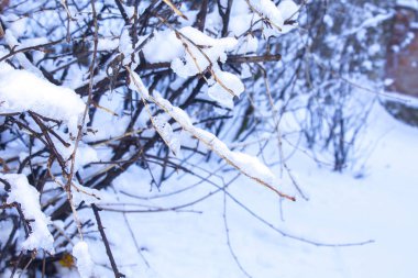 Kar dalları ağaç kış