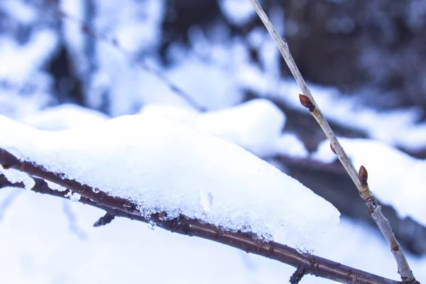 Snow Branches Tree Winter — Stock Photo, Image
