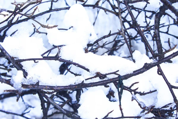 雪枝の木冬 — ストック写真