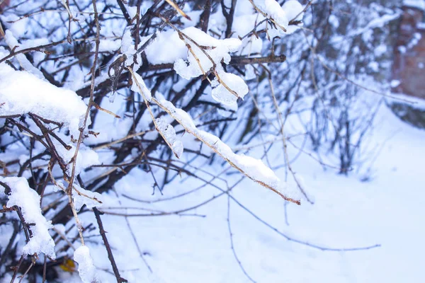 Kar dalları ağaç kış