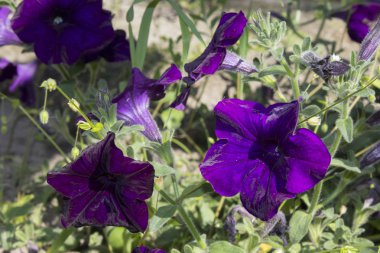 Mor Petunya çiçek bitki