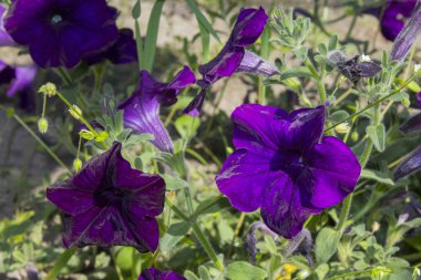 Mor Petunya çiçek bitki