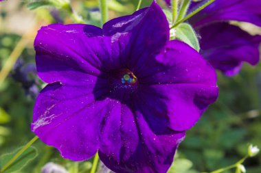 Mor Petunya çiçek bitki