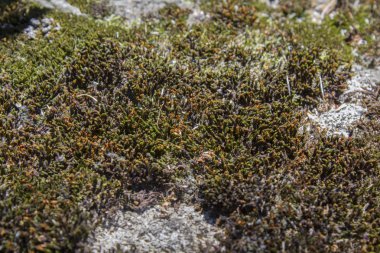 taş yosun arka plan dokusu