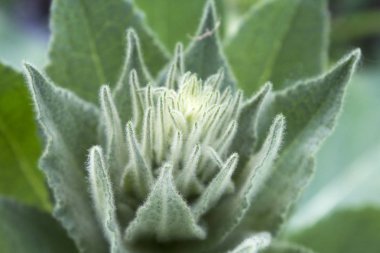 kabarık çiçek bitki yaprakları