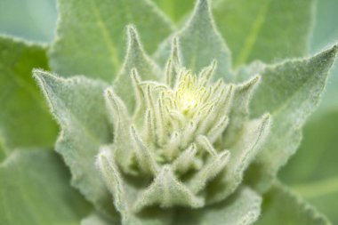 kabarık çiçek bitki yaprakları