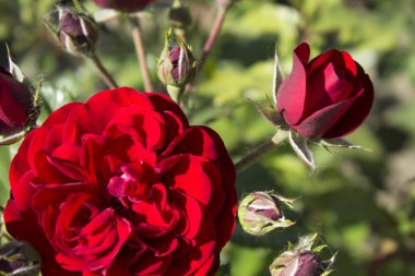 kırmızı gül çiçek bitki