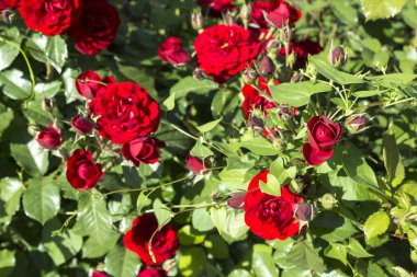 kırmızı gül çiçek bitki