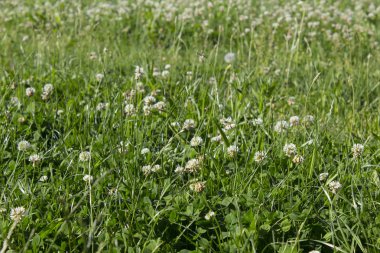 Beyaz yonca çiçek alanı