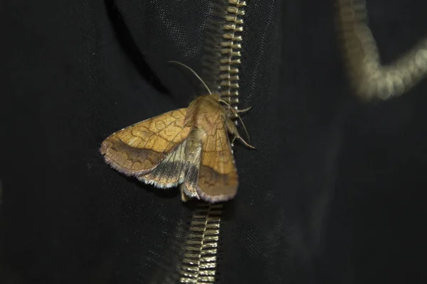 Nuit Papillon Insecte Papillon — Photo