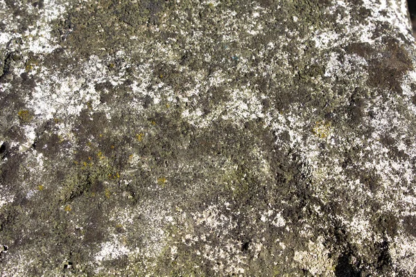 Stone Moss Background Texture — Stock Photo, Image